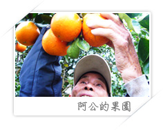 阿公的果園