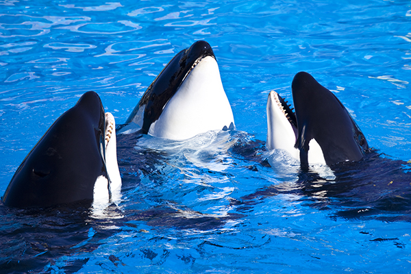 名古屋港水族館門票加購優惠~2019/12/31