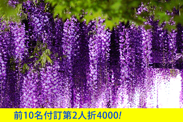 曼陀羅寺紫藤