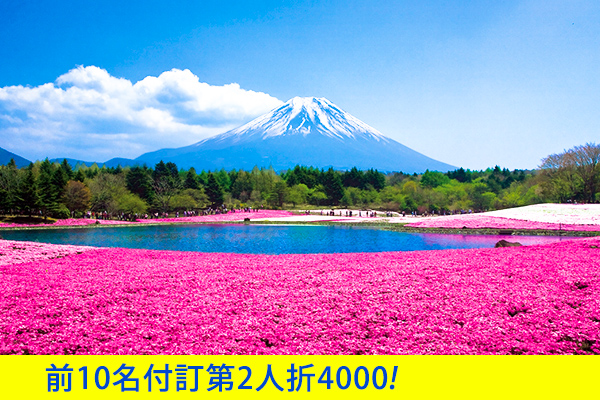 富士芝櫻